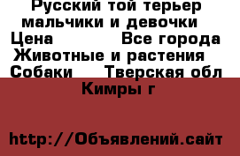 Русский той-терьер мальчики и девочки › Цена ­ 8 000 - Все города Животные и растения » Собаки   . Тверская обл.,Кимры г.